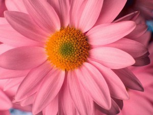 pink-daisy-flower