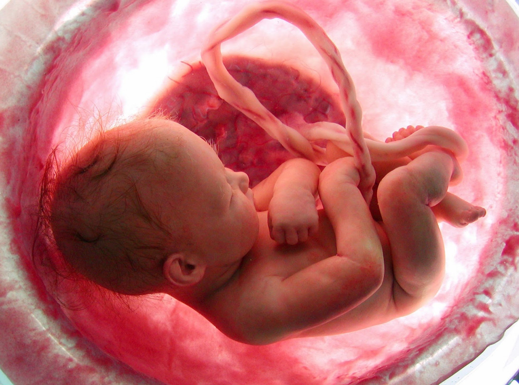 At What Stage of Development Does an Unborn Child Receive its Soul ...