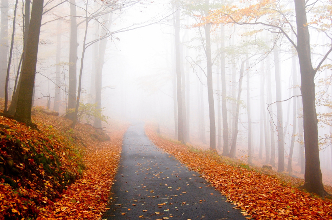 Autumn foliage and mist